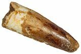 Fossil Spinosaurus Tooth - Real Dinosaur Tooth #356792-1
